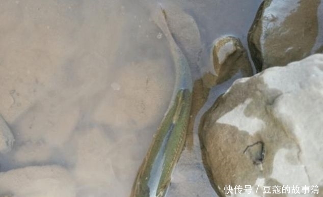 鱼鳞■世界上最古老的鱼类,深山老林才有,鱼鳞好吃,鱼肉自带香味