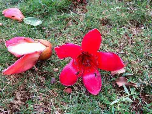  「为它」木棉花开花巴掌大，一树能开几百朵，折点根枝就能扦插！