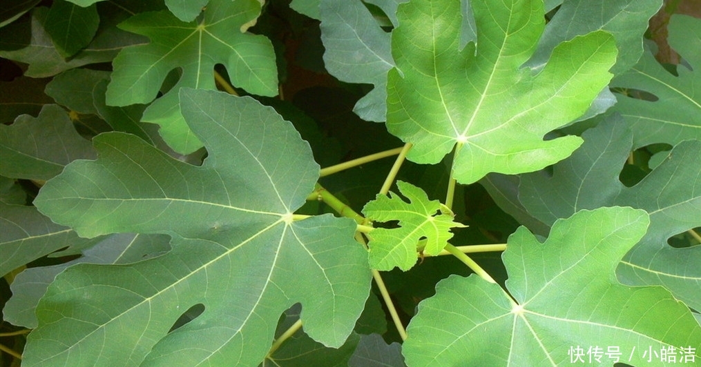 受益@我是无花果,一直被误会没有花,其实我浑身都是宝,早知道早受益