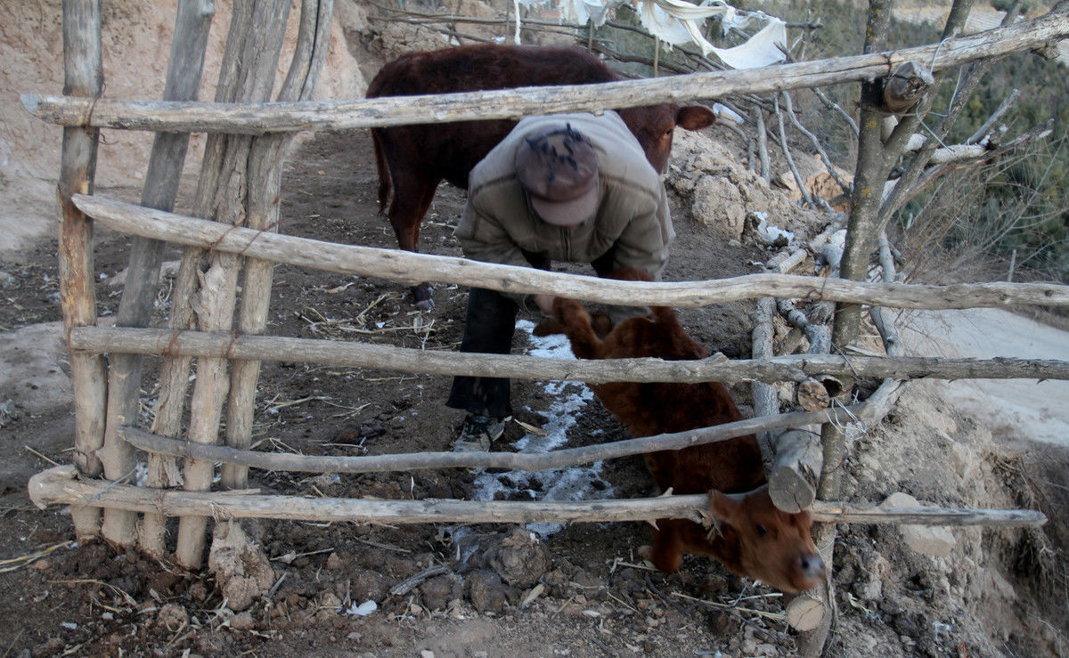 老汉隐居深山养牛,住窑洞吃喝“纯天然”,最愁有钱花不掉