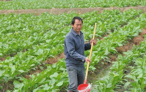 专家：农民居然用粪水浇菜，摘下来可以吃吗？