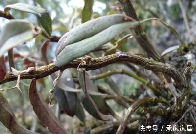 [植物]石斛开花后如何修剪
