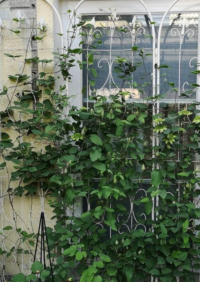  「球老师爱吃薄荷冰淇」封闭阳台养花，防盗窗有大用，1平米也能变花园！