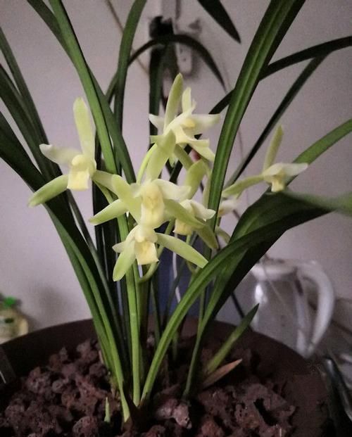  『懒人』懒人养这些花朵，花开枝繁叶茂，好养易爆盆，四季开化不断惹人爱