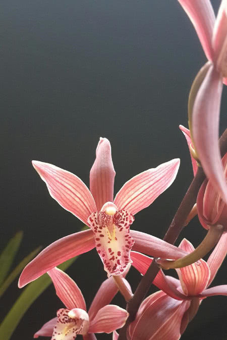  新手■最适合新手养的兰花，培育简单易养活，花开“香飘十里”让人心醉！