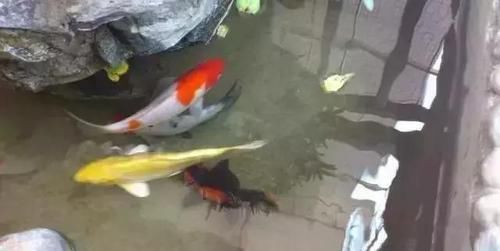  鱼缸：还在用鱼缸养鱼, 太难看了, 在阳台砌个鱼池漂亮又拉风!