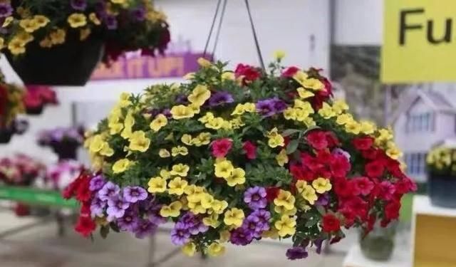  「爆花」这八种“爆花小机器”吊着养更疯狂，像个大花球，漂亮极了
