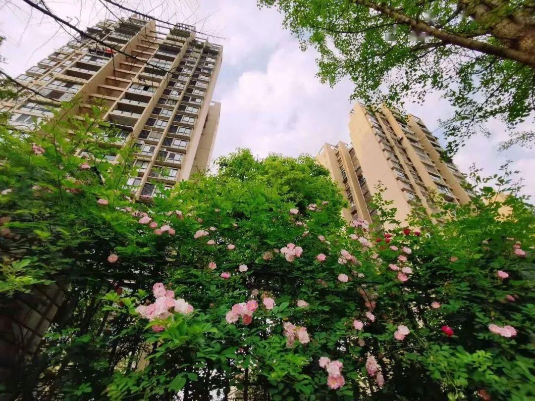  「打卡」蔷薇花开，待君归来|“云打卡”校园网红景点