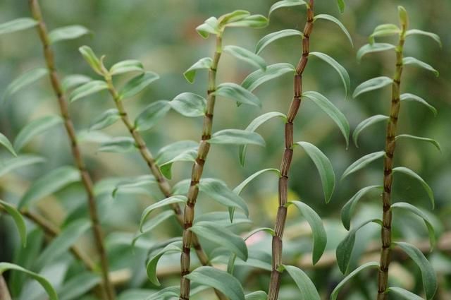 『解决』邻居家干枯的石斛,用了一招就解决了,10天绿叶疯长不停