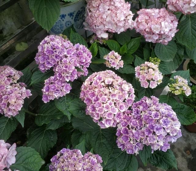  『心思』快没心思了，绣球花这么大的花苞半个月了还不开，看到就生气