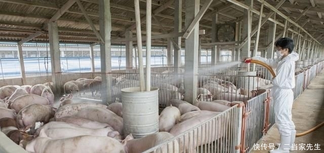  [做法]关于养猪方法和思路，这位养猪场厂长的做法值得借鉴