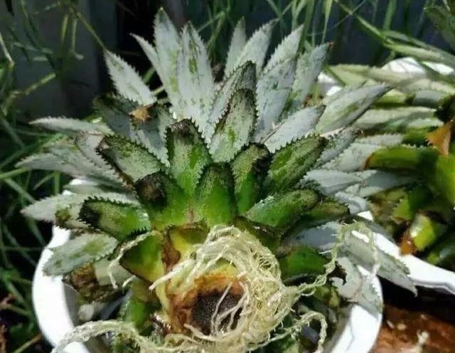 【顶端】吃完菠萝叶子不要扔,找个花盆栽进去,很快就能结出大菠萝