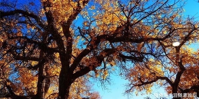 世界仅存的三大原始胡杨林之一,就在内蒙古,即将迎来一年中最美