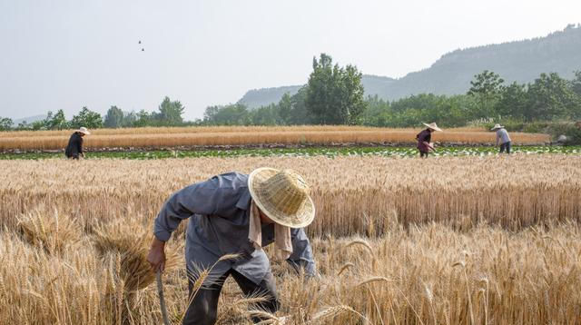  分饼@“十人分饼、十一牛耕地、二龙治水”老农说明年的收成不太
