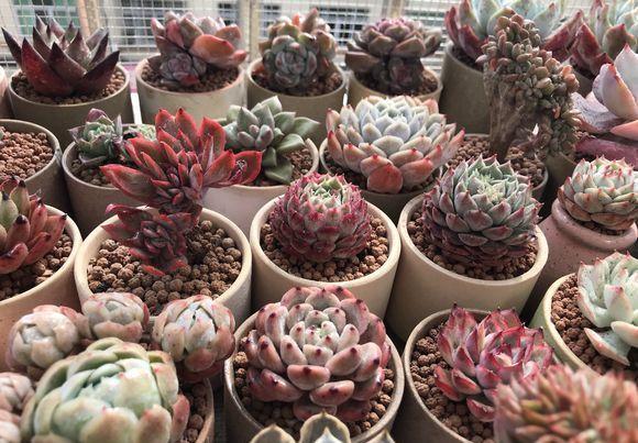  「花盆中」这些花一定要“穷养”，盆越小，越开花，大盆几天就烂根