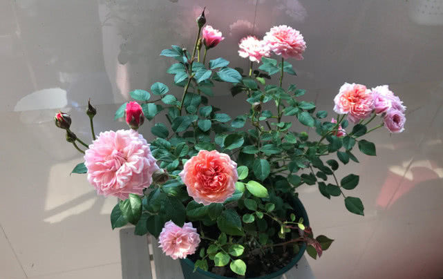 「盆栽」此花观赏价值高,有玫瑰花香气,全年开花易养活,阳台盆栽选这种!