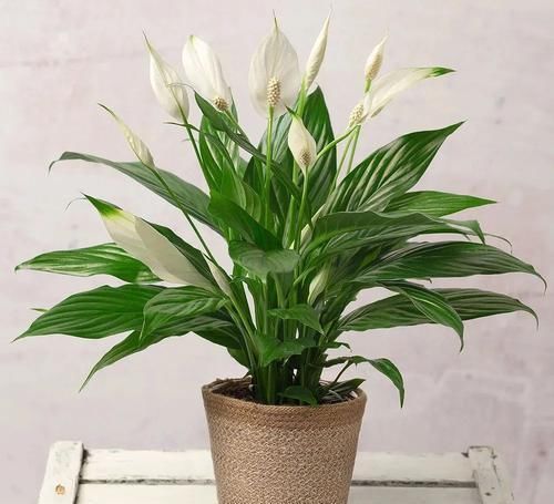 『植物的叶片』两三周给室内植物清洁一次叶片,远离病虫害,让叶子更油亮