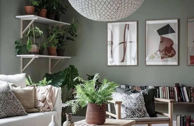  『比花』这几种受欢迎的耐阴花，一养就上瘾，叶子比花美！