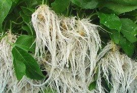  『柳树』植物插迁需要的生根水，不用买到处就有很多，长出的根很是强壮
