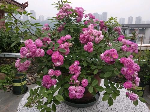  『值得』此种开花植物，四季都花开，比兰花还香，可盆栽种植，很值得拥有