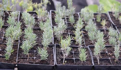  『培育』南方养薰衣草过一年就会挂，可每年播种培育，还可用枝条扦插繁殖