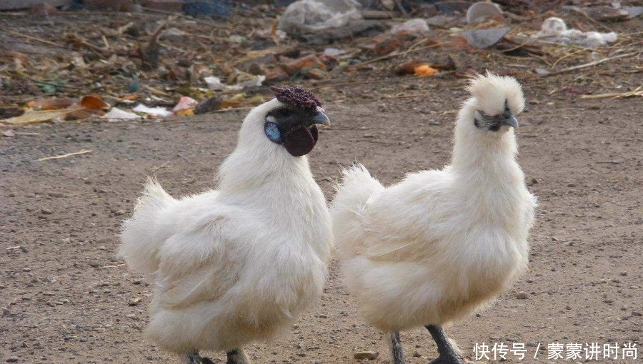  #黑豚#农村想要搞养殖业，没有太多钱投资，可以先选择这些东西