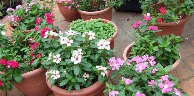随便■7种最适合“造景”的花,家里有庭院,随便种3-5棵,就是个小花园