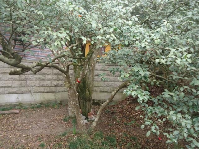 中国拥有国内之最和世界之最的两棵树，一颗在安徽，一颗在浙江