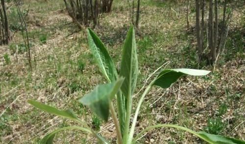  『白菜』这东西，俗称“山白菜”，目前极为珍贵，却被误当成杂草，可惜了