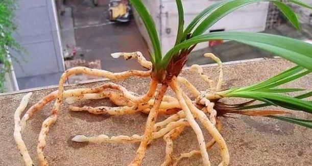  【需注意】养花卉盆栽，修剪细节多，培育时候需注意，遇到三种根快点修剪