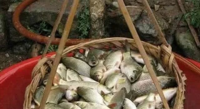 在农村这些的野味已很少见，最后一种可能有人都叫不出名字来