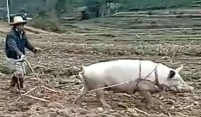 男子深山徒步,发现有人用母猪代替黄牛耕地,不得不佩服母猪！