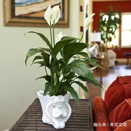 「极其」养在室内极其耐旱的几种盆栽植物,大半个月不搭理都没事