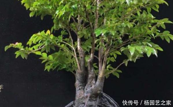 牡丹|堪称我国最好养的盆景,不仅比牡丹大气,而且美观寓意好