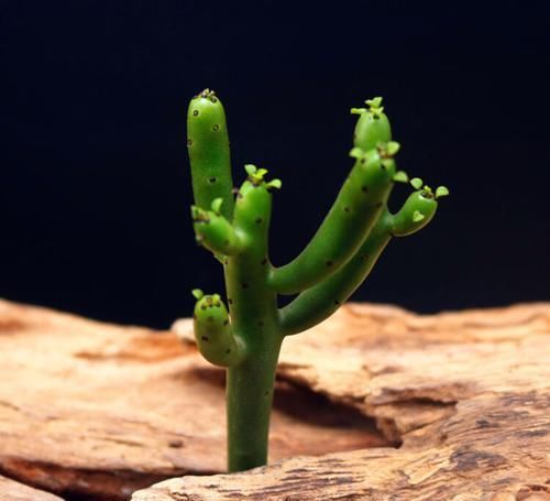  『技术』花卉种植技术：小巧可爱的多肉植物彭珊瑚养殖方法！