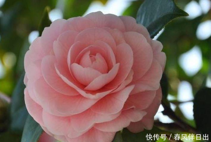 『妖娆』在家中养护花卉,就选择花色梦幻的花卉,妖娆优雅,非常的漂亮