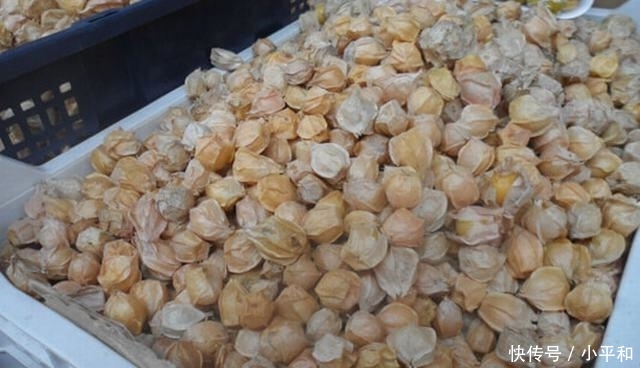  『成熟』国庆后成熟的果子，既是水果也是药，钙含量是苹果的75倍，别错过