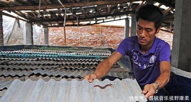  【收购】过去一抓就是几十条，有人挨家挨户上门收购，如今靠养