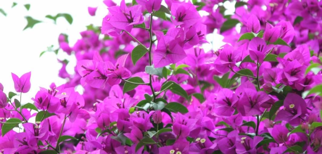 「三角梅」家养三角梅,冬天想开花?赶紧学过来,花期延至300天!