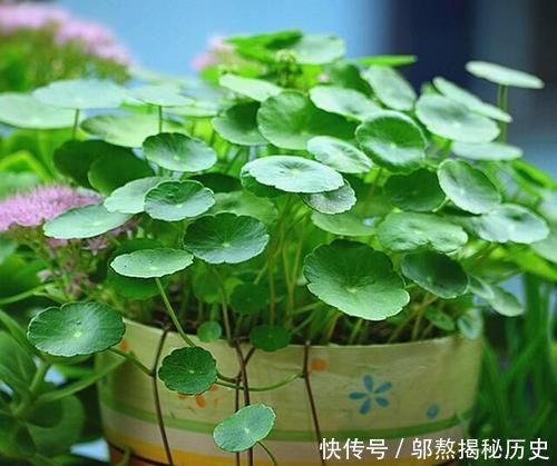 『厉害』最厉害的养花营养液给花喝勺糖水,叶子绿的流油,比花肥厉害