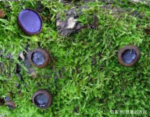  见到：这种野生物，以前农民见到就踩踏，如今却很重视，因为真