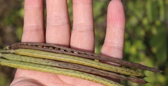  『植物』在乡下有一种植物，种子剥下来像是绿豆，叫决明子，你认识吗？