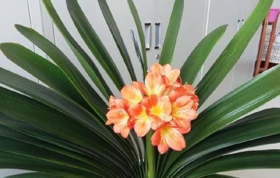  『根部』君子兰黄叶烂叶,狠心一刀砍光,7天后竟冒绿芽,变成群兰开满花