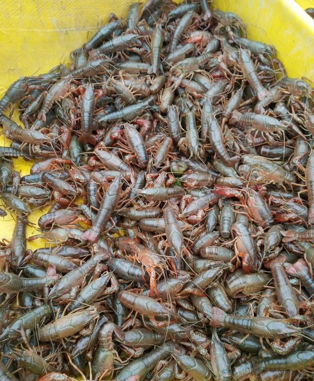  『养殖户』老塘口小龙虾虾苗的密度怎么把控和治疗？这里给大家提供两种方法