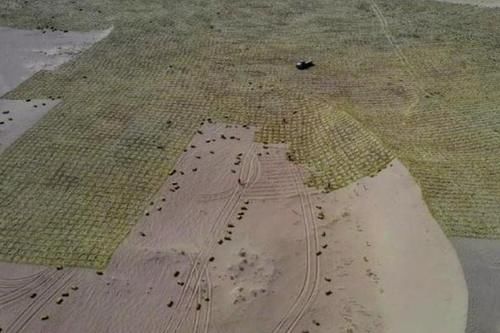  「噱头」马云的蚂蚁森林真改善了生态，还是商业噱头？梭梭树揭