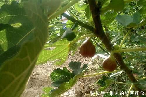  小伙■山西农村小伙建庄园种植“稀罕物”，足不出园年赚25万元