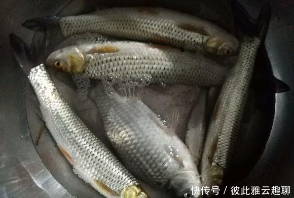 「力气」黄河支流,钓到“怪草鱼”,红眼黄鳃,渔民:黄河力气最大的鱼
