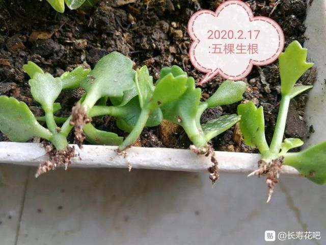  『省钱』1个塑料瓶，居然有8种养花方法，省钱又好用！