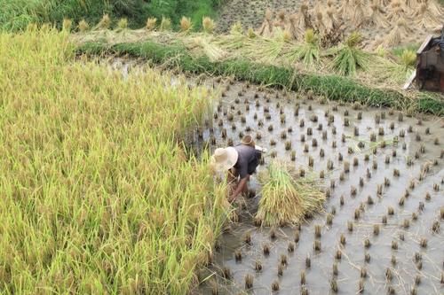 《舌尖上的中国》的拍摄地，加榜梯田迎来“新米节”