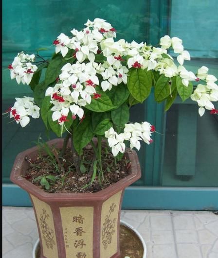  『有花赏』?盆栽新宠，花型奇特，漂亮又好养，家里种一棵，四季有花赏